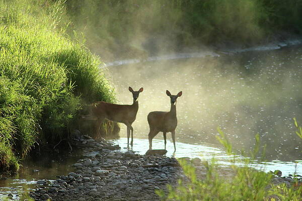 Two Does by Jim Sauchyn
