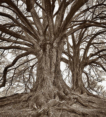 Wall Art - Mixed Media - Two Gnarly Trees Sketch by Shelli Fitzpatrick