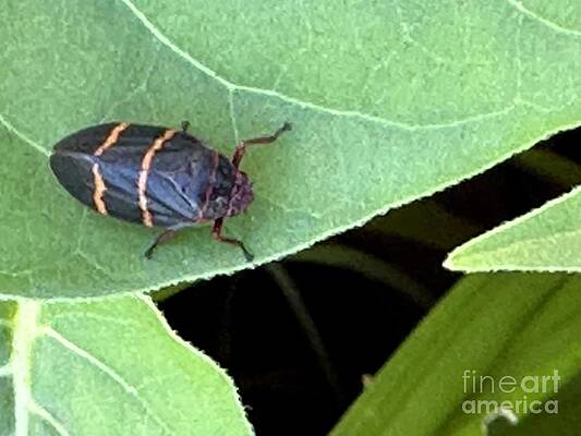 Wall Art - Photograph - Two Lined Spittle Bug by Catherine Wilson