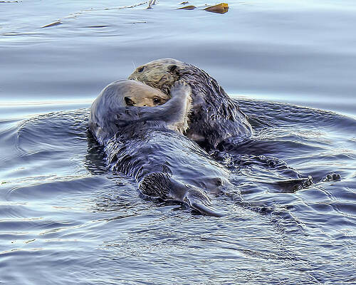 Two Otters Having a Hug by Anthony Murphy Two Otters Having a Hug by Anthony Murphy