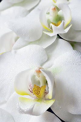 Two Phalaenopsis 02 by Weston Westmoreland Two Phalaenopsis 02 by Weston Westmoreland