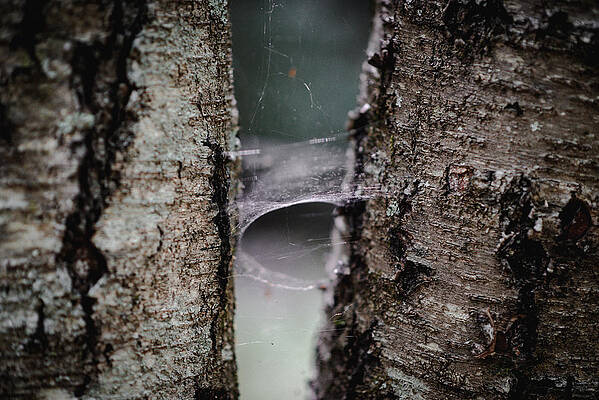 Wall Art - Photograph - Two Trees and a Web by Evan Foster
