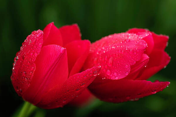 Two Tulips by Shelby Erickson Two Tulips by Shelby Erickson