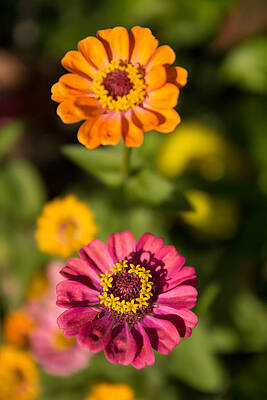 Two Zinnias by Zina Stromberg Two Zinnias by Zina Stromberg