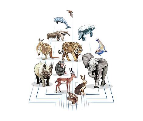 Wall Art - Digital Art - Types of mammals. by Album
