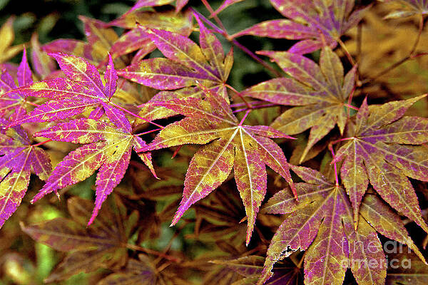 Ultra Violet Leaves of Fall by SILVA WISCHEROPP Ultra Violet Leaves of Fall by SILVA WISCHEROPP
