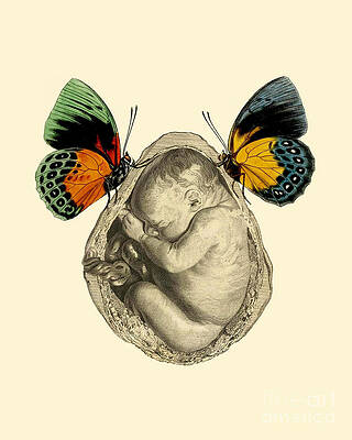 https://render.fineartamerica.com/images/images-profile-flow/400/images/artworkimages/mediumlarge/3/unborn-baby-with-butterflies-madame-memento.jpg