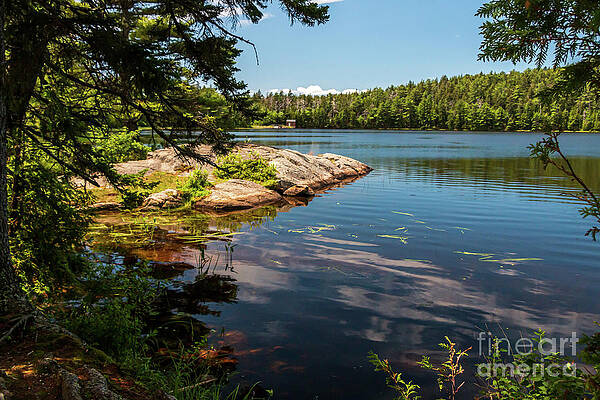 Under a Shady Tree at Hadlock Pond Acadia National Park by Elizabeth Dow Under a Shady Tree at Hadlock Pond Acadia National Park by Elizabeth Dow