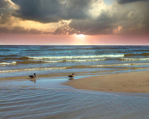 Ducks Under The Pink Rays Of Sun Latvia by Aleksandrs Drozdovs Ducks Under The Pink Rays Of Sun Latvia by Aleksandrs Drozdovs