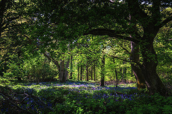 Under The Trees by Framing Places Under The Trees by Framing Places