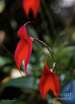 Unique Orchid by Monica Ramanathan