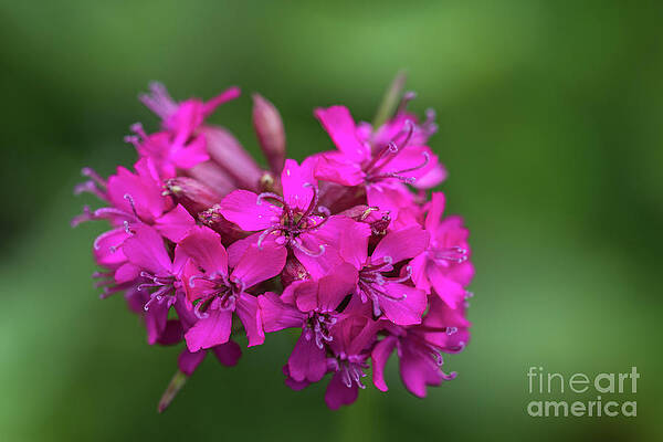 Silene Armeria by Eva Lechner Silene Armeria by Eva Lechner