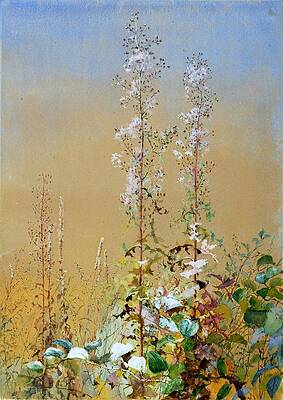 Wall Art - Drawing - Untitled ca  by Fidelia Bridges American
