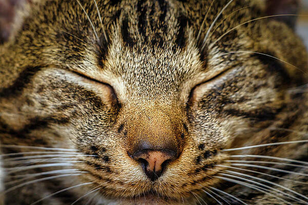 Up Close and Personal with Kitty by Rick Deacon Up Close and Personal with Kitty by Rick Deacon
