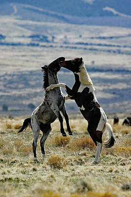 UP IN ARMS, ONAQUI WILD HORSE by Jennifer Robin UP IN ARMS, ONAQUI WILD HORSE by Jennifer Robin