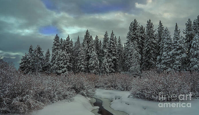 upper meadow after the storm, El Dorado National Forest, California, U.S.A. by PROMedias Obray upper meadow after the storm, El Dorado National Forest, California, U.S.A. by PROMedias Obray