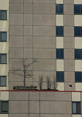 Urban Planting by Callen Harty Urban Planting by Callen Harty