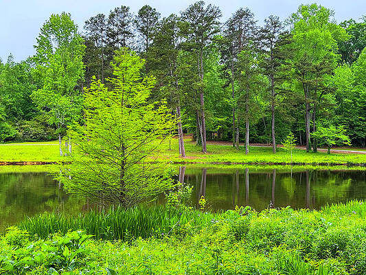 Wall Art - Photograph - Various Shades Of Green by Denise Harty