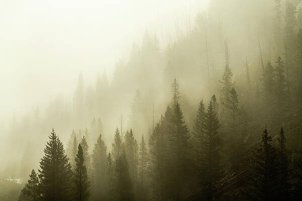 Veil Of Fog by Ann Skelton Veil Of Fog by Ann Skelton