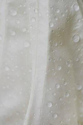 Vertical Moonflower with Waterdroplets by Iris Richardson Vertical Moonflower with Waterdroplets by Iris Richardson