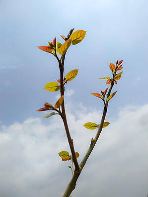 Vertical shot of a tree branch with young leaves and the sky in  by DEEP CHAND