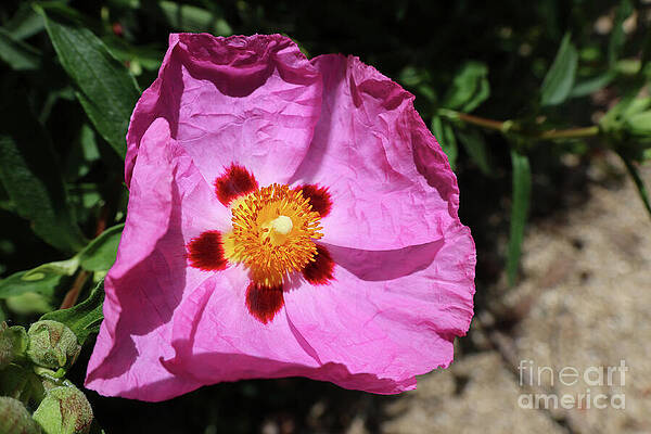 Vibrant Pink Rockrose Bloom Wall Art