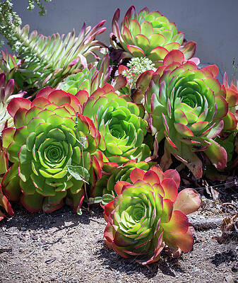 Vibrant Succulents by Aaron Burrows Vibrant Succulents by Aaron Burrows