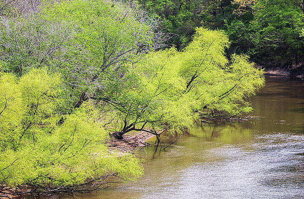 Wall Art - Photograph - View From The Top Cliffs of the Neuse State Park by Bob Decker