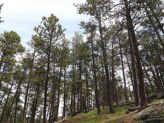 Wilderness Photograph - View From Tower Trail At Devils Tower National Monument 47 by Amanda R Wright