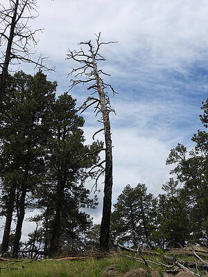 Wall Art - Photograph - View from Tower Trail at Devils Tower National Monument 6 by Amanda R Wright