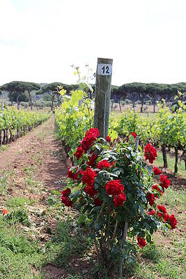 Vineyard Rows by Naomi Wittlin Vineyard Rows by Naomi Wittlin