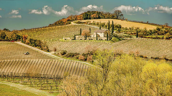 Wall Art - Photograph - Vineyard View in Tuscan Spring by Marcy Wielfaert