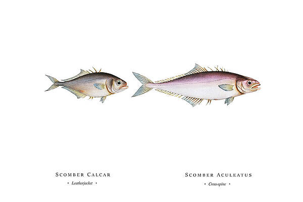 Vintage Fish Illustration - Leatherjacket, Cross-spine by Studio Grafiikka Vintage Fish Illustration - Leatherjacket, Cross-spine by Studio Grafiikka