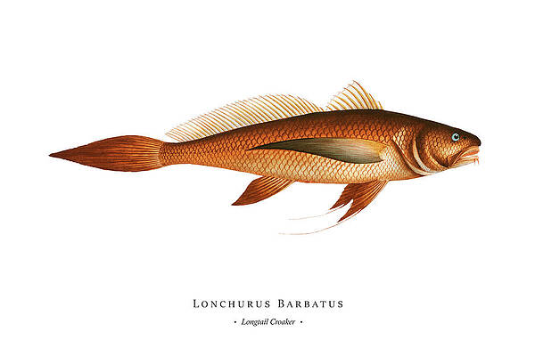 Vintage Fish Illustration - Longtail Croaker by Studio Grafiikka Vintage Fish Illustration - Longtail Croaker by Studio Grafiikka