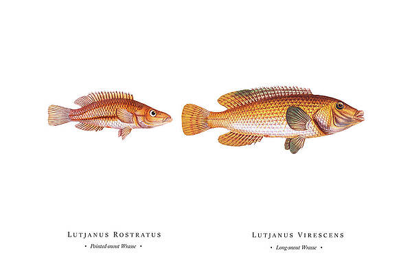 Vintage Fish Illustration - Pointed-snout Wrasse, Long-snout Wrasse by Studio Grafiikka Vintage Fish Illustration - Pointed-snout Wrasse, Long-snout Wrasse by Studio Grafiikka
