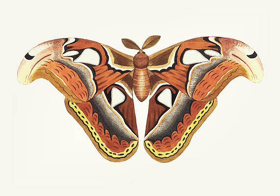 Atlas Moth Animal Vintage George Shaw 1 x Soft Cushion and Cover Sofa Pillow