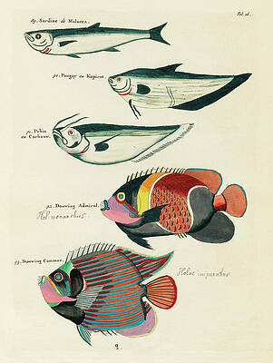 Wall Art - Digital Art - Vintage, Whimsical Fish and Marine Life Illustration by Louis Renard - Sardine, Douwing Admiral by Louis Renard