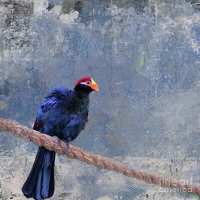 Violet Turaco by Eva Lechner Violet Turaco by Eva Lechner