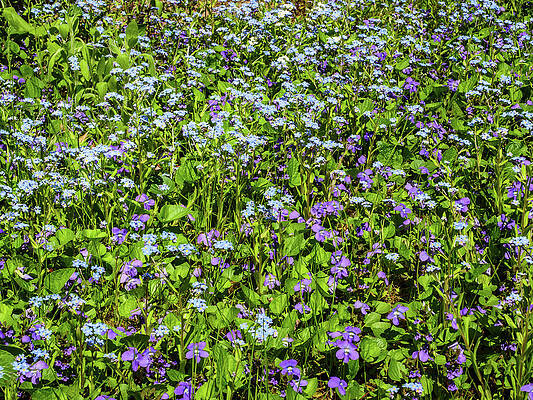 Violets and Forget-me-nots by Rob Huntley Violets and Forget-me-nots by Rob Huntley