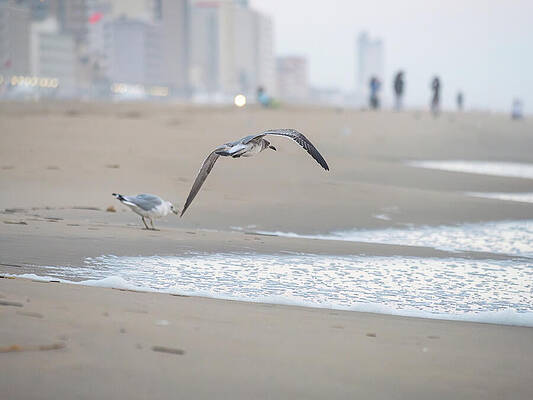 Wall Art - Photograph - Virginia Beach October Morning by Rachel Morrison