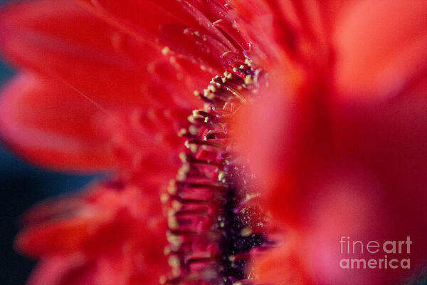 Wall Art - Photograph - Vivid Red Petals by Laura Leatherwood