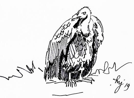 Vulture Drawing - black and white illustration by Mike Jory Vulture Drawing - black and white illustration by Mike Jory