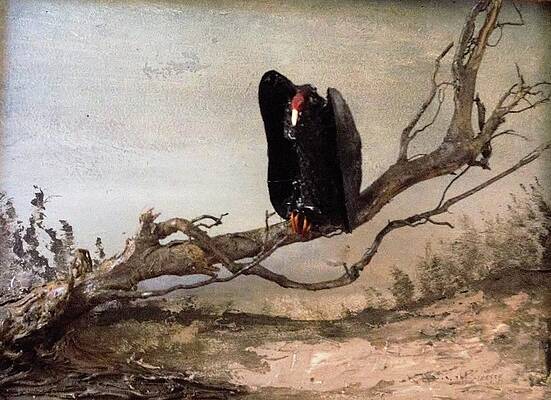 Vulture on Sloping Tree by R Allen Swezey Vulture on Sloping Tree by R Allen Swezey