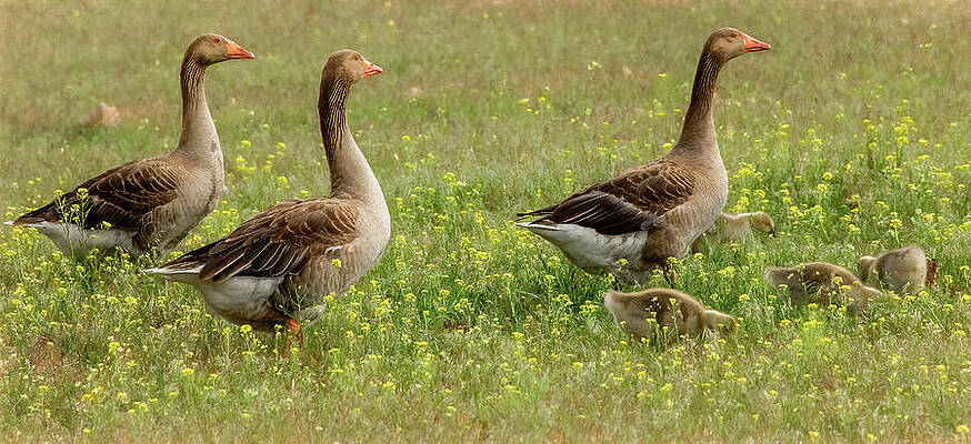 Wall Art - Photograph - Waddling Through the Wildflowers by Marcy Wielfaert