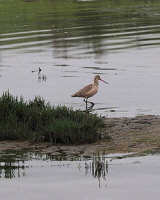 Wading Bird in the Elkhorn Slough by James C Richardson Wading Bird in the Elkhorn Slough by James C Richardson