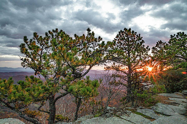 Waking the Pines by Cooper Uliano