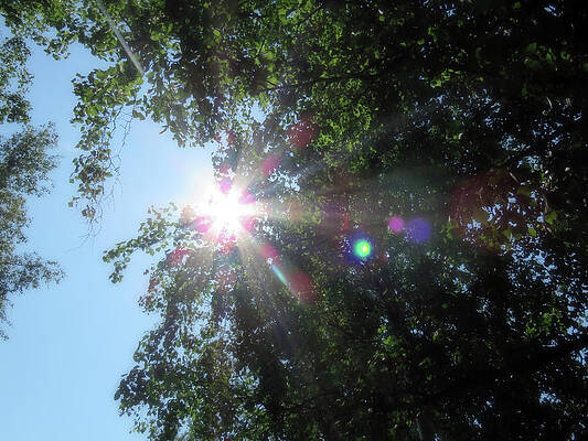 Walking In The Forest One Sunny Summer Day by Johanna Hurmerinta Walking In The Forest One Sunny Summer Day by Johanna Hurmerinta
