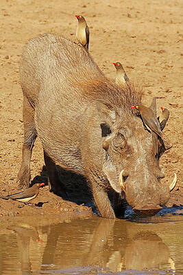 Warthog and Oxpeckers by MaryJane Sesto Warthog and Oxpeckers by MaryJane Sesto