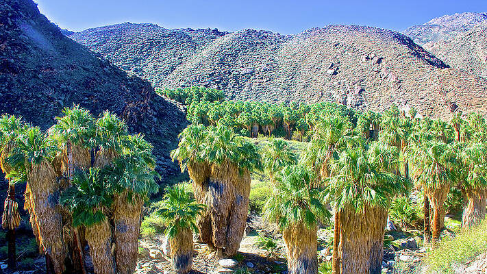 Washingtonian Fan Palm Grove, Palm Canyon from Beginning of Fern Trail in Indian Canyons,California by Ruth Hager Washingtonian Fan Palm Grove, Palm Canyon from Beginning of Fern Trail in Indian Canyons,California by Ruth Hager