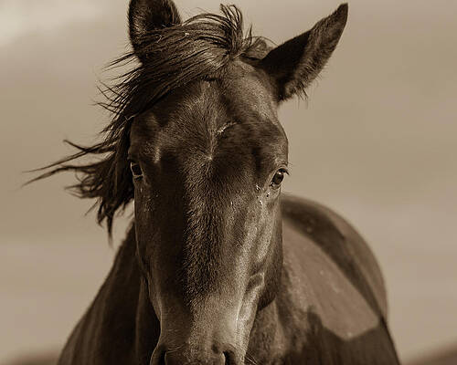Wall Art - Photograph - Watching by Mary Hone